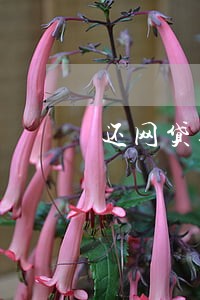 还网贷逾期会影响征信吗 还网贷逾期会影响征信吗