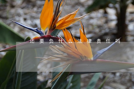 还要负什么法律责任吗 还要负什么法律责任吗