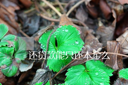 还贷款能只还本金么 还贷款能只还本金么