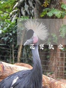 还贷款逾期2天 还贷款逾期2天