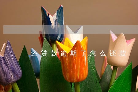 还贷款逾期了怎么还款 还贷款逾期了怎么还款