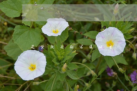 还贷款逾期写保证书 还贷款逾期写保证书