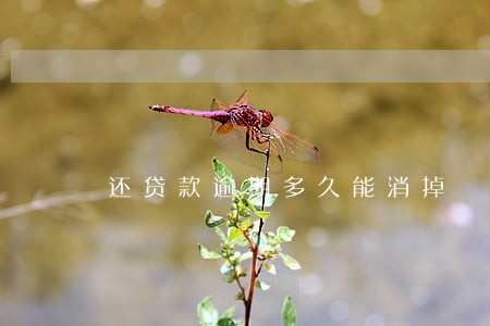 还贷款逾期多久能消掉 还贷款逾期多久能消掉