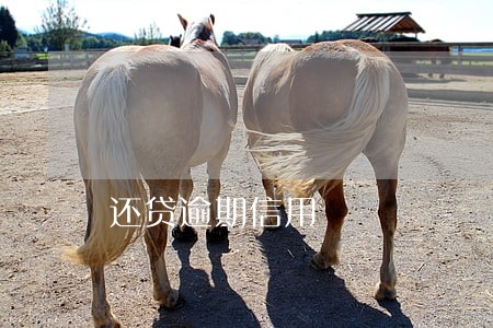 还贷逾期信用
