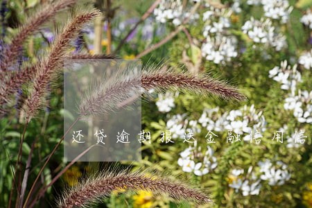 还贷逾期报送金融信用信息