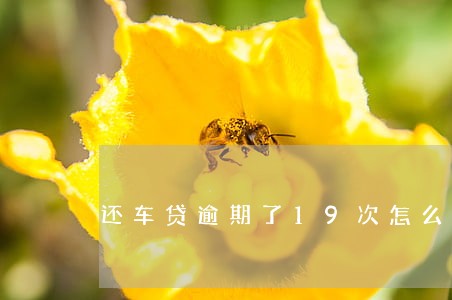还车贷逾期了19次怎么办 还车贷逾期了19次怎么办