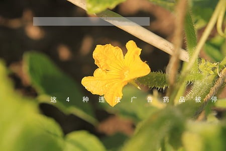 这4种违法广告药品被停售 这4种违法广告药品被停售