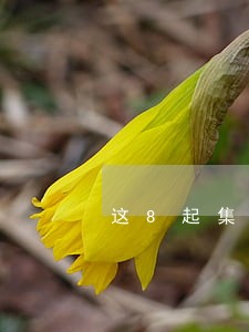 这8起集体诉讼 这8起集体诉讼