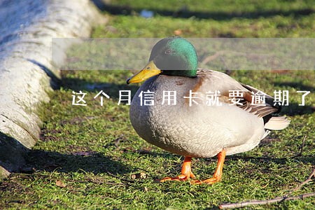 这个月信用卡就要逾期了怎么办 这个月信用卡就要逾期了怎么办