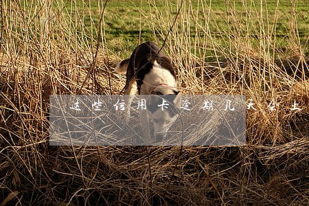 这些信用卡逾期几天会上征信