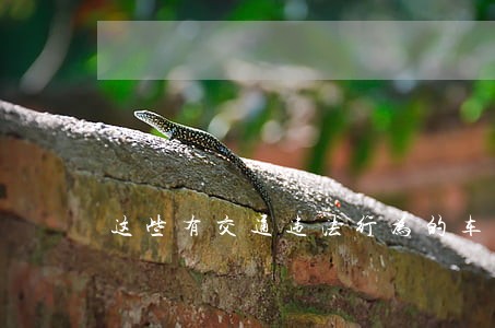 这些有交通违法行为的车主 这些有交通违法行为的车主