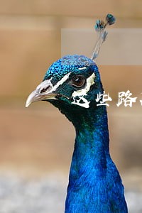 这些路段随手拍交通违法