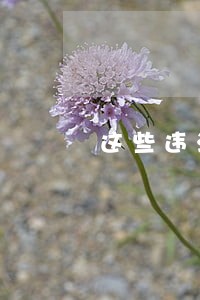 这些违法行为仍是重要诱因 这些违法行为仍是重要诱因