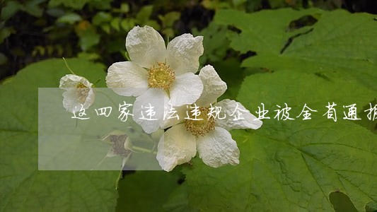 这四家违法违规企业被全省通报 这四家违法违规企业被全省通报