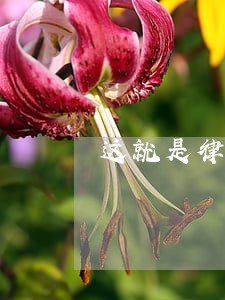 这就是律所高律师午餐 这就是律所高律师午餐