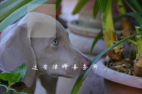 这有律师事务所