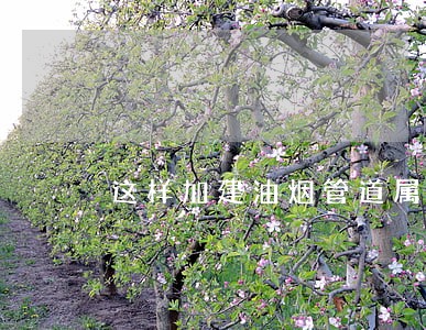 这样加建油烟管道属违建违法吗
