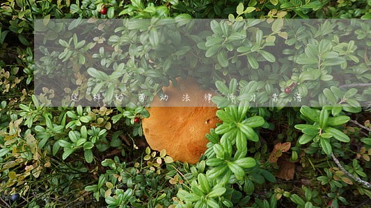 这样的劳动法律师才靠谱 这样的劳动法律师才靠谱