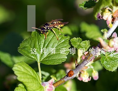 这样算证据吗偷偷录音算违法吗