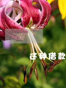这种借款受法律 这种借款受法律