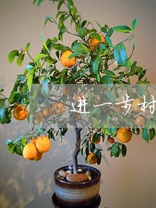 进一步村社区法律顾问工作 进一步村社区法律顾问工作