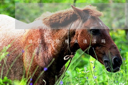 进口低价报关违法吗 进口低价报关违法吗