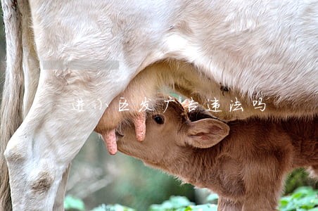 进小区发广告违法吗