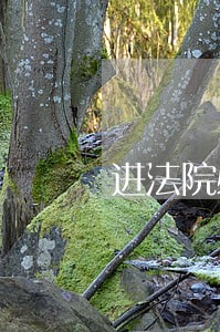 进法院必须拿身份证吗