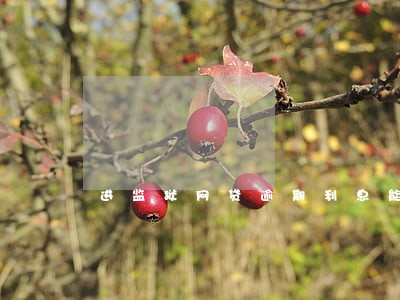 进监狱网贷逾期利息能免吗