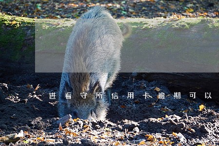 进看守所信用卡逾期可以恢复