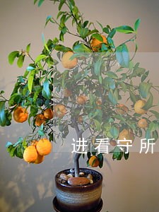 进看守所导致信用卡逾期上征信