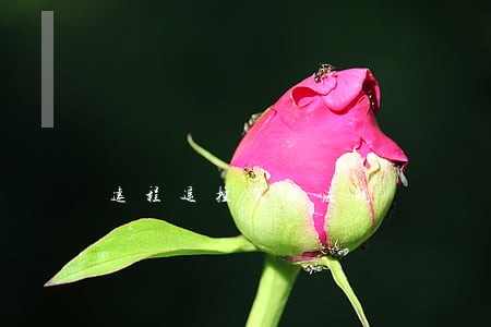 远程遥控驾驶法规 远程遥控驾驶法规