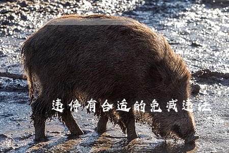 违停有合适的免减违法