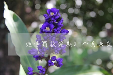 违停罚款逾期8个月未交 违停罚款逾期8个月未交
