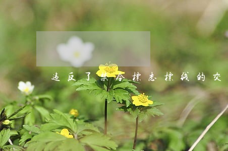 违反了禁令标志标线的交通违法