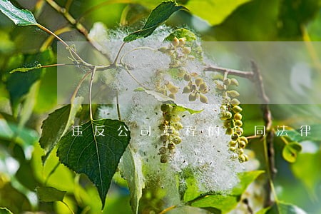 违反公司章程的合同法律效力 违反公司章程的合同法律效力
