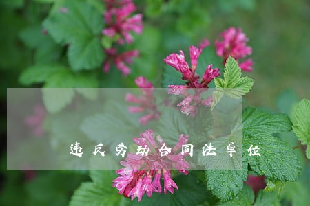 违反劳动合同法单位