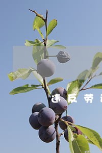 违反劳动合同法的案例 违反劳动合同法的案例
