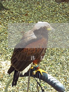 违反劳动合同法补偿 违反劳动合同法补偿