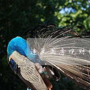 违反国务院财经法规 违反国务院财经法规