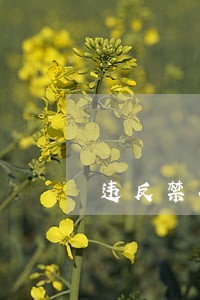 违反禁令等各类交通违法行为 违反禁令等各类交通违法行为