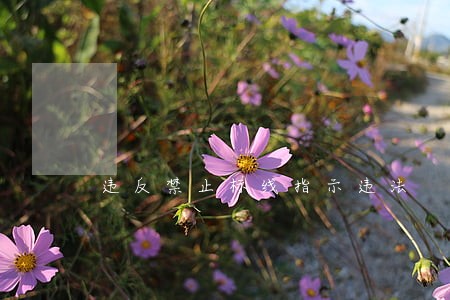 违反禁止标线指示违法