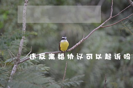 违反离婚协议可以起诉吗有效吗 违反离婚协议可以起诉吗有效吗