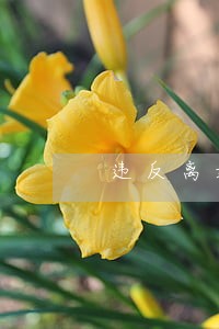 违反离婚协议约定不过户