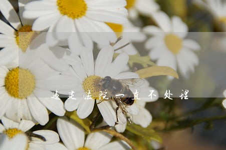 违建法院一直不处理