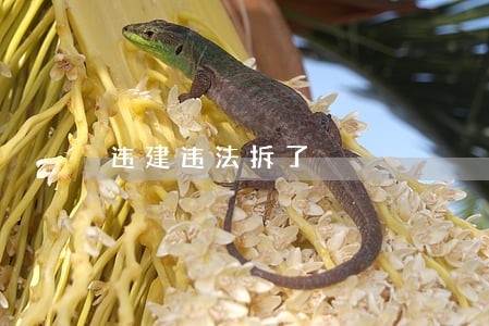 违建违法拆了