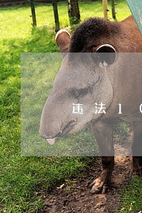 违法1019x 违法1019x