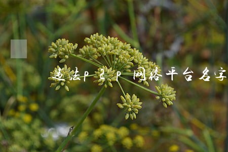 违法p2p网络平台名字