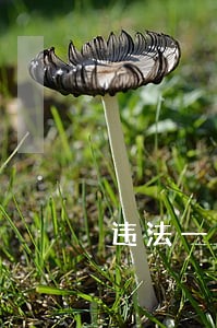 违法一户一宅认定标准 违法一户一宅认定标准