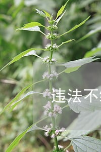 违法不缴纳社保